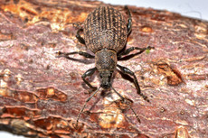 Kompakter Dickmaulrüssler (12).jpg